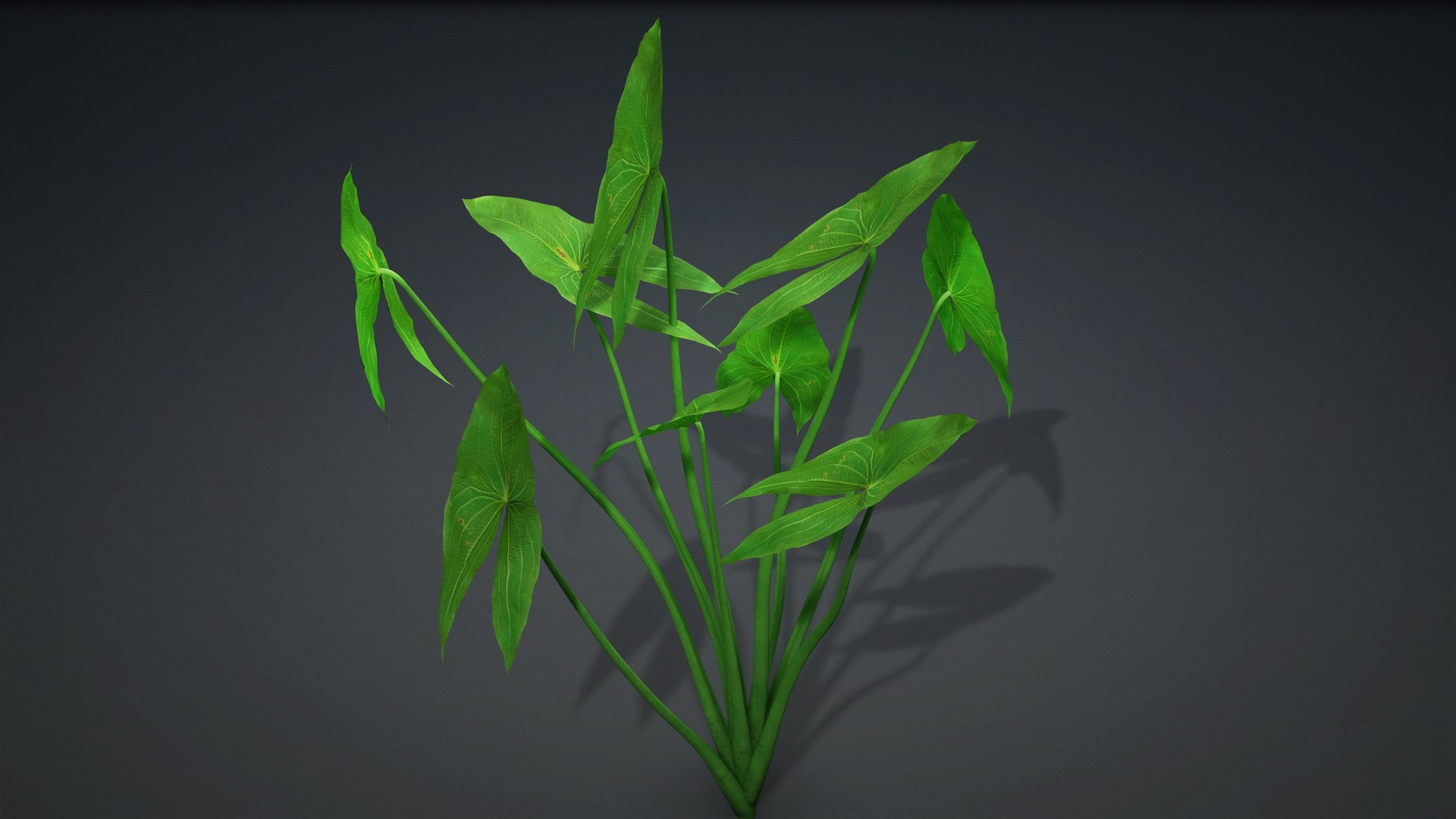 Sagittaria Trifolia 3D https://p.turbosquid.com/ts-thumb/m9/RCuN5O/gZ/sagittaria_trifolia.b1/jpg/1726695435/1920x1080/fit_q87/ac226095434a87f43f8444820aa5af12acdc87e7/sagittaria_trifolia.b1.jpg
