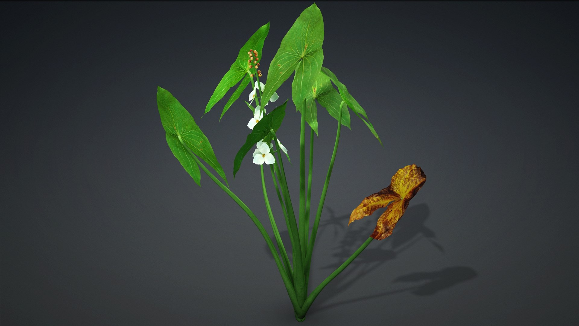 Sagittaria Trifolia 3D https://p.turbosquid.com/ts-thumb/m9/RCuN5O/jN/sagittaria_trifolia.f1/jpg/1726695452/1920x1080/fit_q87/d9773f7aea97b83ab366feda2f441556e18d2732/sagittaria_trifolia.f1.jpg