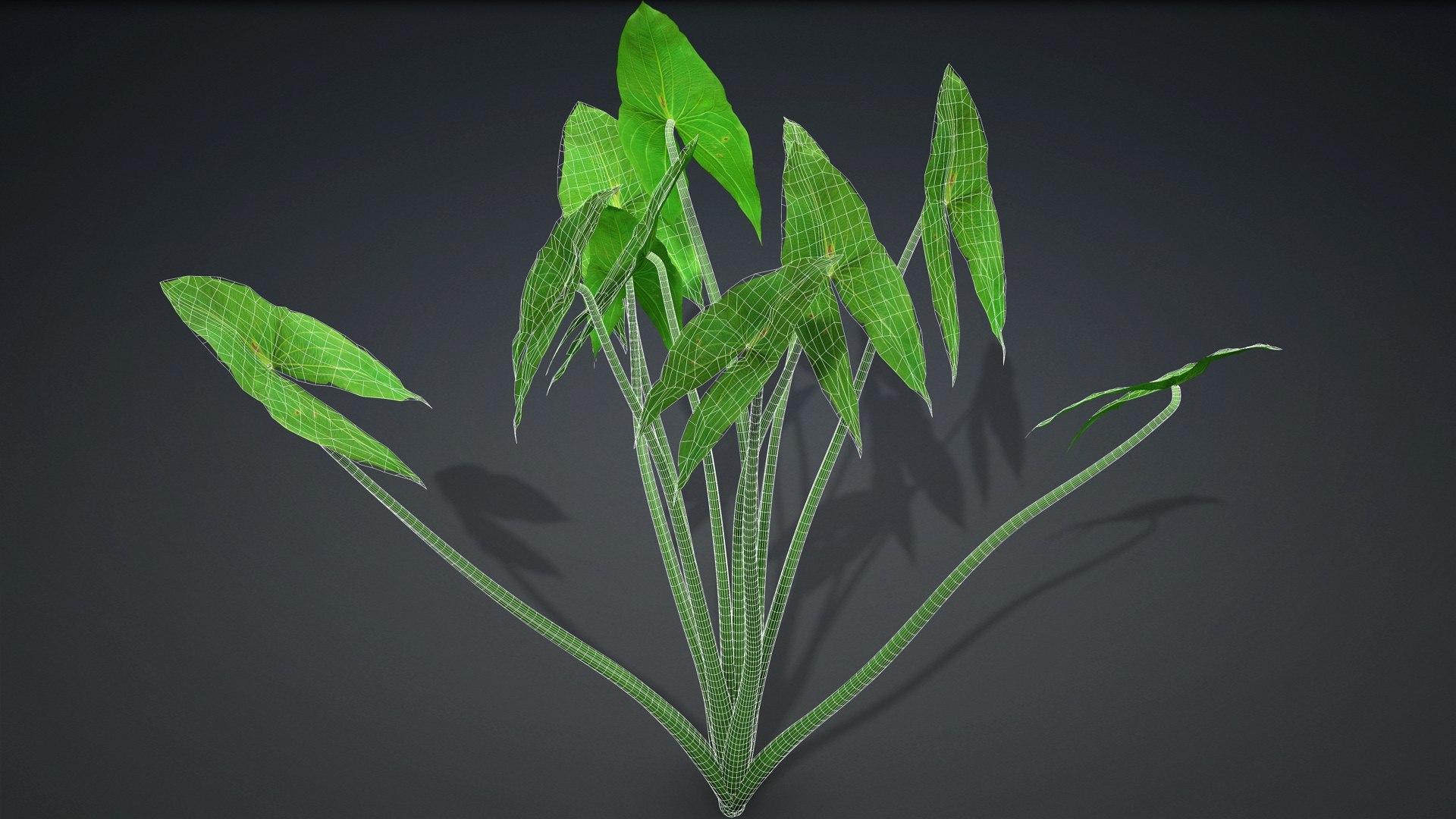 Sagittaria Trifolia 3D https://p.turbosquid.com/ts-thumb/m9/RCuN5O/ku/sagittaria_trifolia.a2/jpg/1726695429/1920x1080/fit_q87/2703ea0d0c6095e63a6591e9799c4d339a3b3193/sagittaria_trifolia.a2.jpg