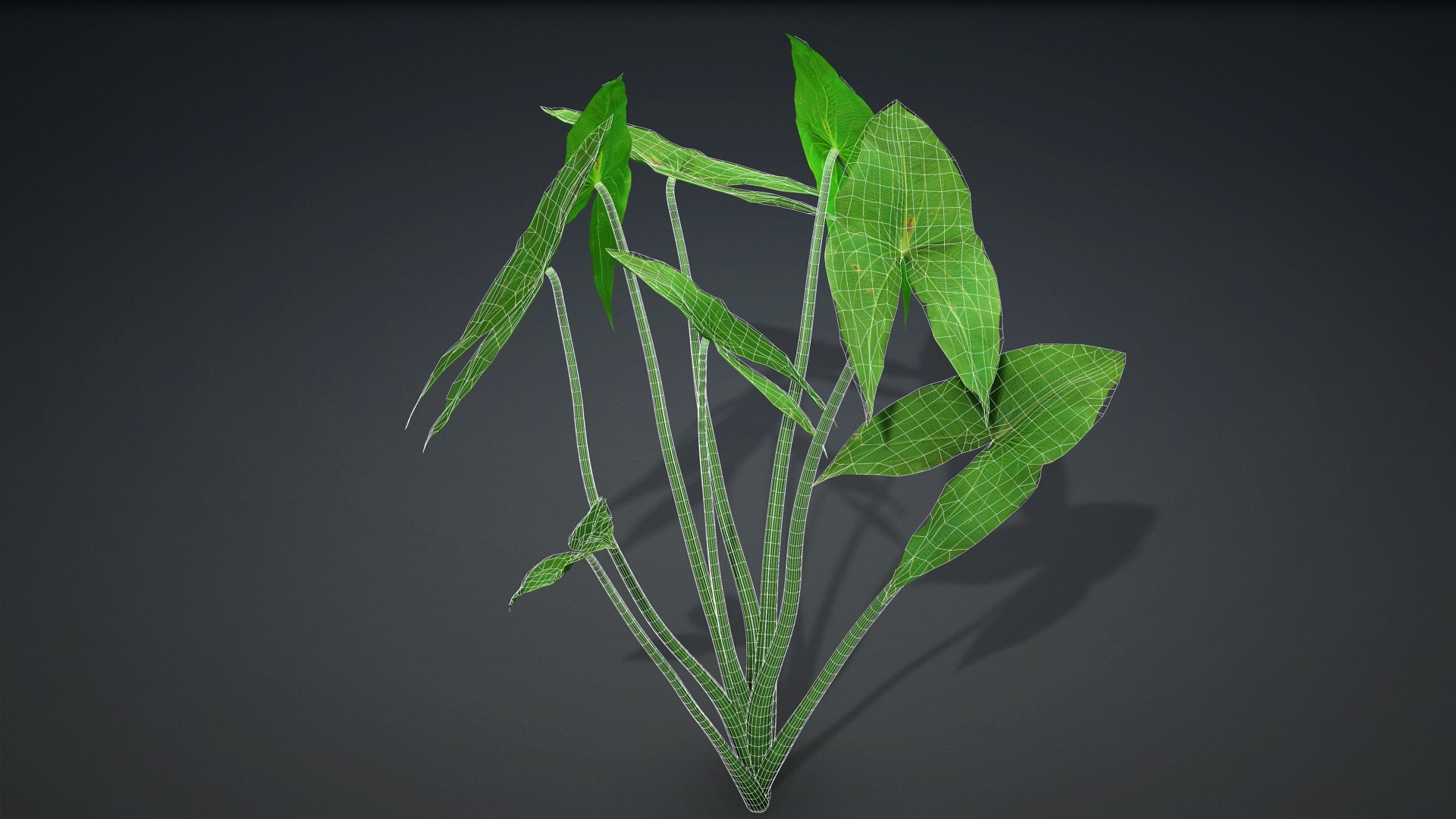 Sagittaria Trifolia 3D https://p.turbosquid.com/ts-thumb/m9/RCuN5O/lD/sagittaria_trifolia.c2/jpg/1726695450/1920x1080/fit_q87/ac9d525fae5a2cd214169dec26ab44674a1835d7/sagittaria_trifolia.c2.jpg
