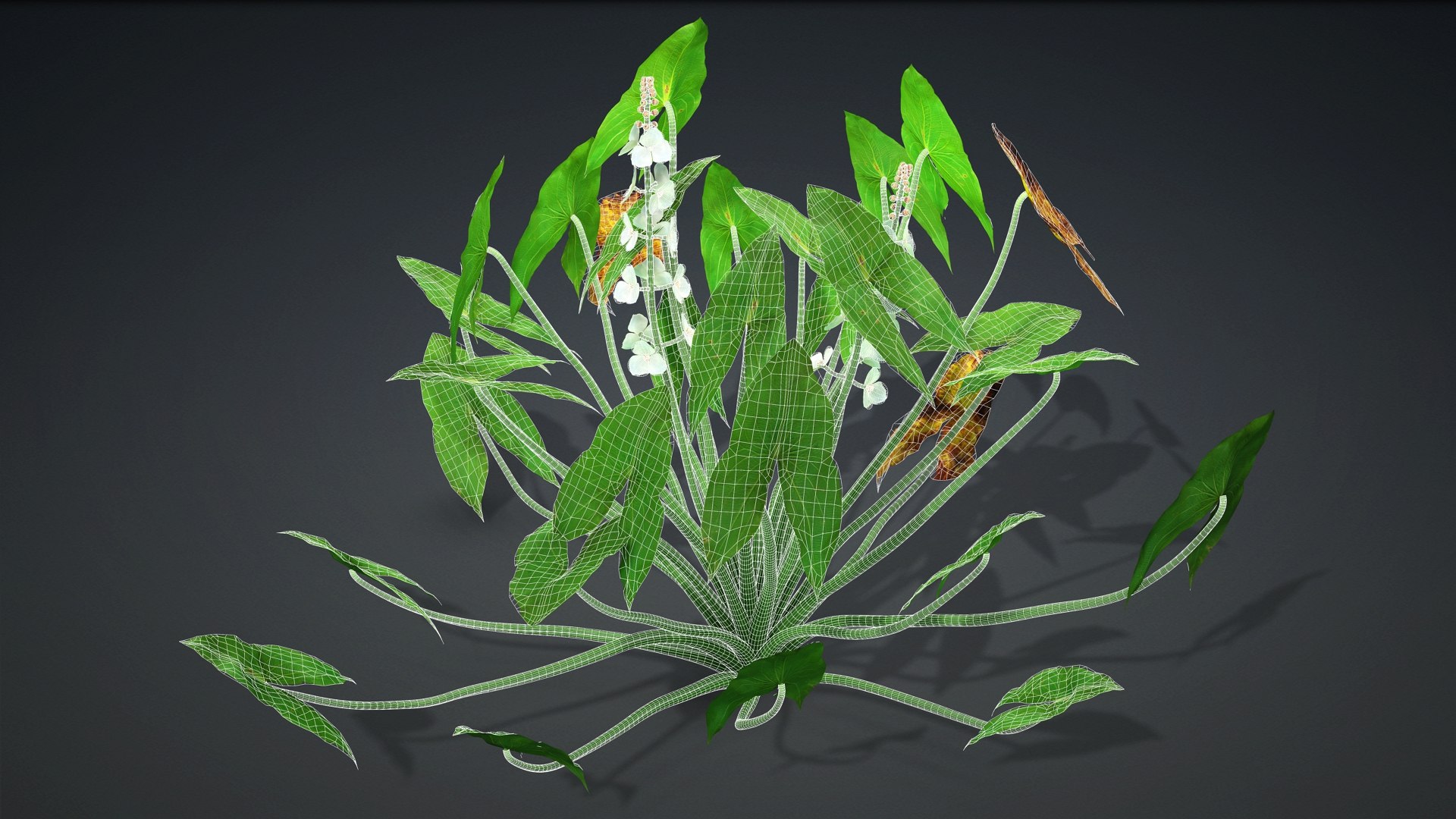 Sagittaria Trifolia 3D https://p.turbosquid.com/ts-thumb/m9/RCuN5O/qY/sagittaria_trifolia.d2/jpg/1726695451/1920x1080/fit_q87/671551e18ab9a21f568a088d49085ffd28bdc56f/sagittaria_trifolia.d2.jpg