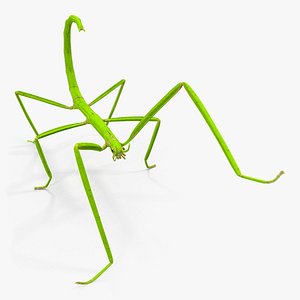 stick insect green rigged 3D model
