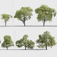 Celtis australis 3D model