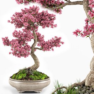 3D sakura bonsai tree model