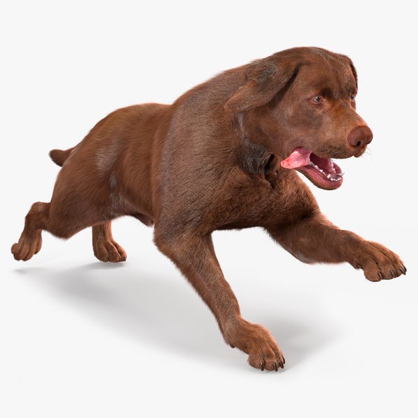 奔跑的棕色猎犬狗皮毛动画，适用于 Maya3D模型 - TurboSquid 2440997
