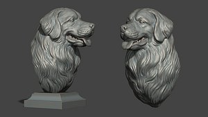 Bernese Mountain Dog 3D model
