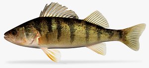 yellow perch 3D