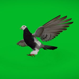 Saxon Monk Pigeon
