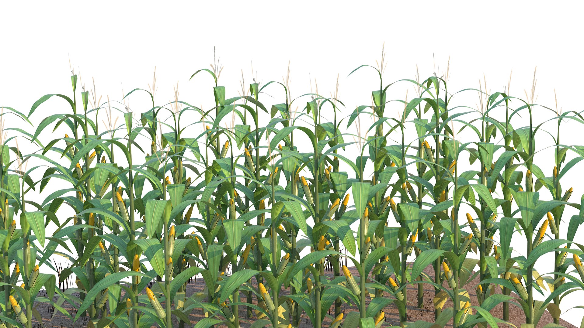 Corn Field Mid 3D model https://p.turbosquid.com/ts-thumb/mA/PRZBdc/6V/cornfieldmid13/jpg/1723715002/1920x1080/fit_q87/ed2133df1384598b4c13af2b38980e28bfb2809c/cornfieldmid13.jpg