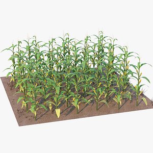 Corn Field Mid