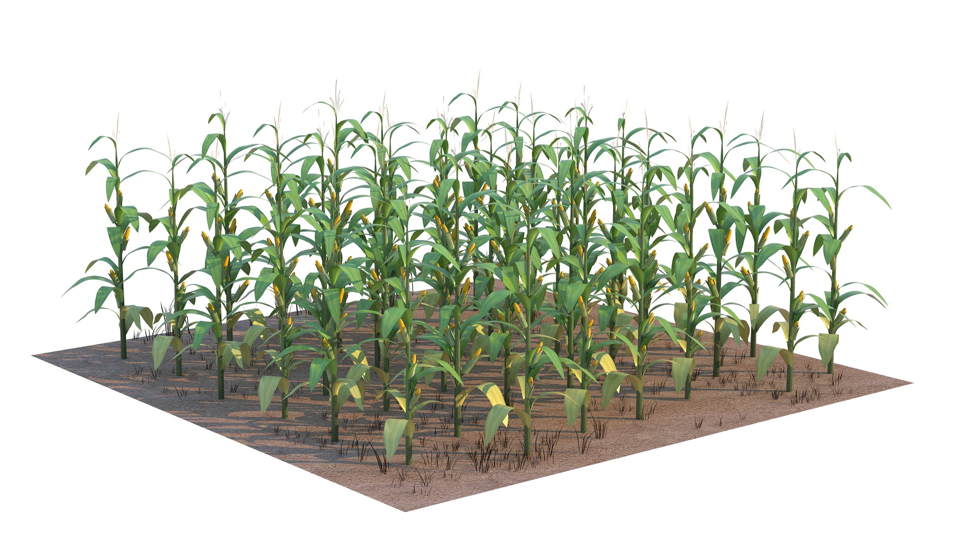 Corn Field Mid 3D Model - TurboSquid 2268216