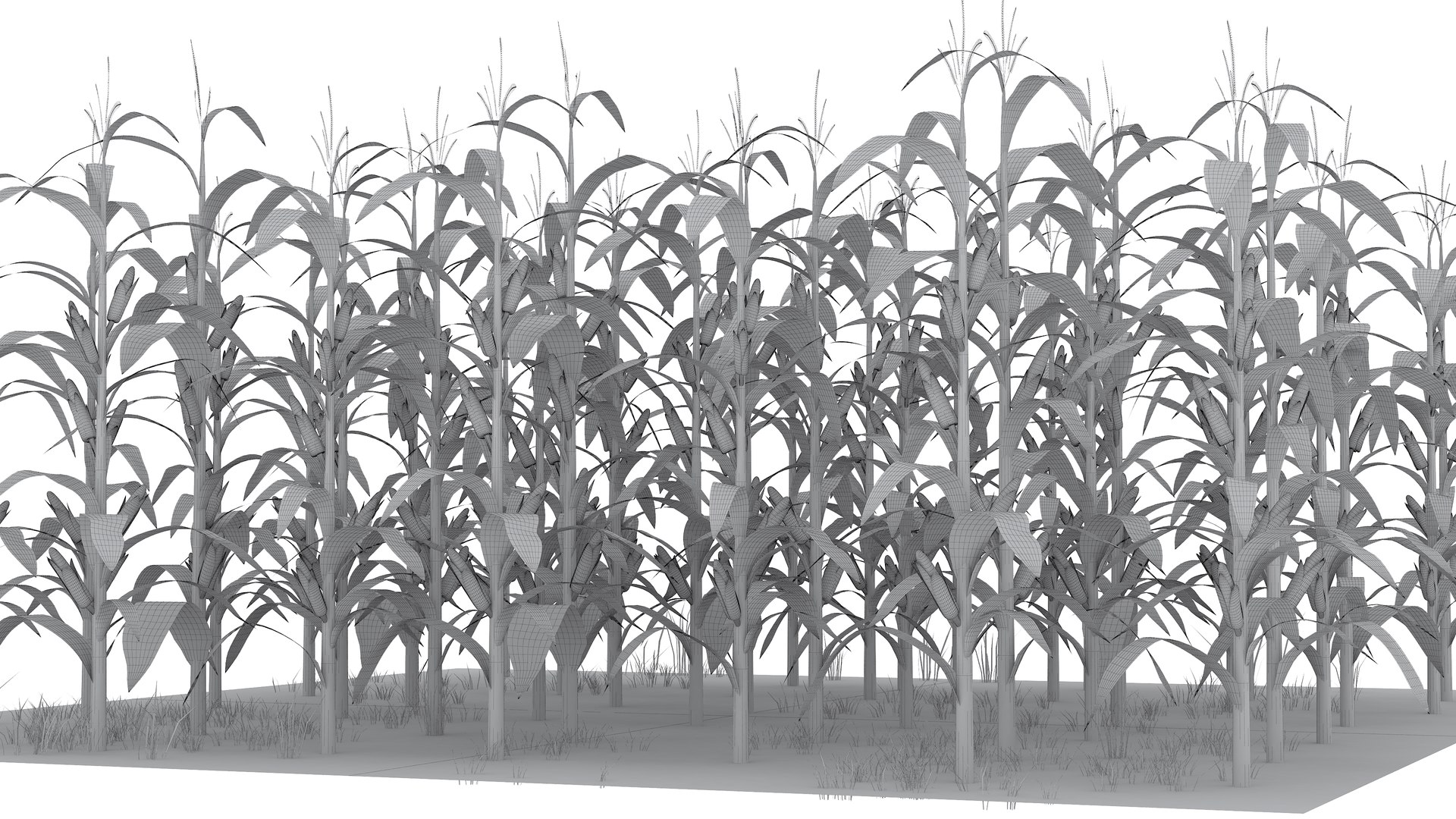 Corn Field Mid 3D model https://p.turbosquid.com/ts-thumb/mA/PRZBdc/v2/cornfieldmid20/jpg/1723715009/1920x1080/fit_q87/1c7b533c9a4125eb92cebfb9688f31cc909a31df/cornfieldmid20.jpg