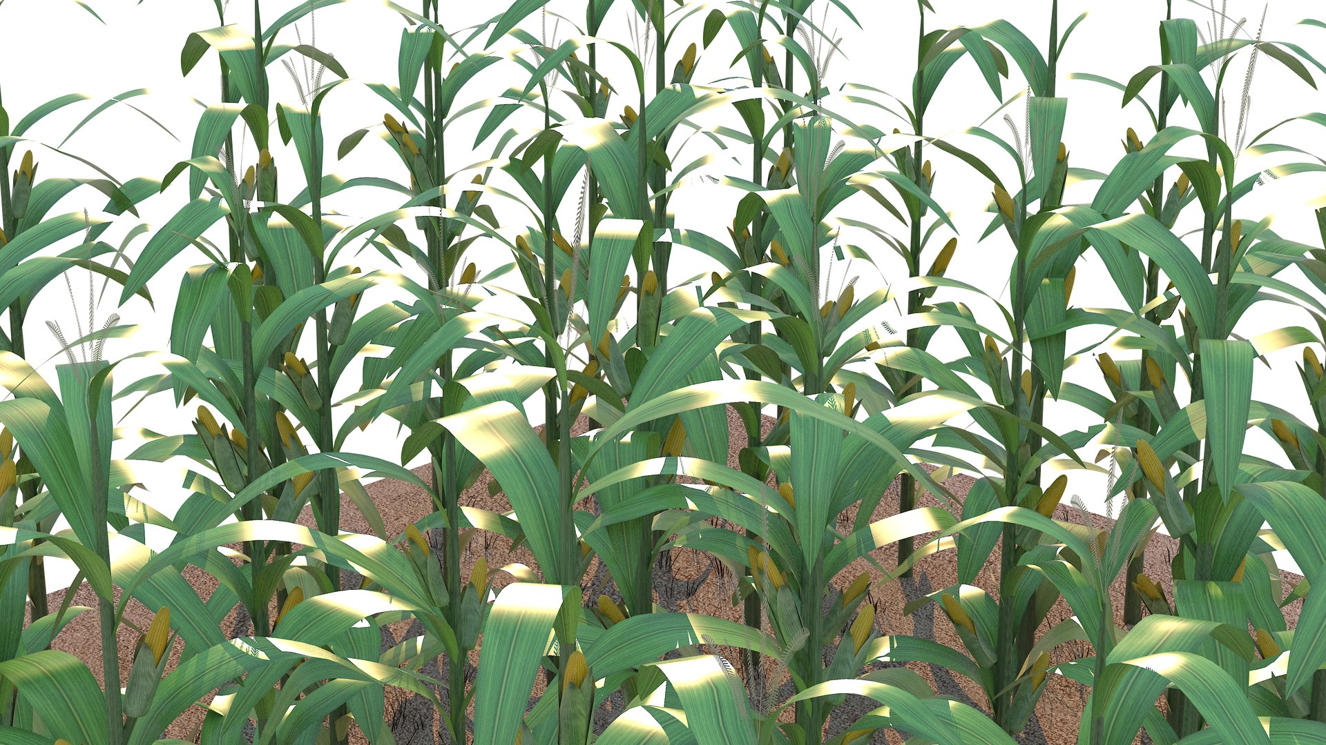 Corn Field Mid 3D model https://p.turbosquid.com/ts-thumb/mA/PRZBdc/xf/cornfieldmid10/jpg/1723714998/1920x1080/fit_q87/98305fe4594e98b6f07b6a84042766666b110b87/cornfieldmid10.jpg