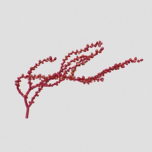 Red Grape Caulerpa single V2 3D model