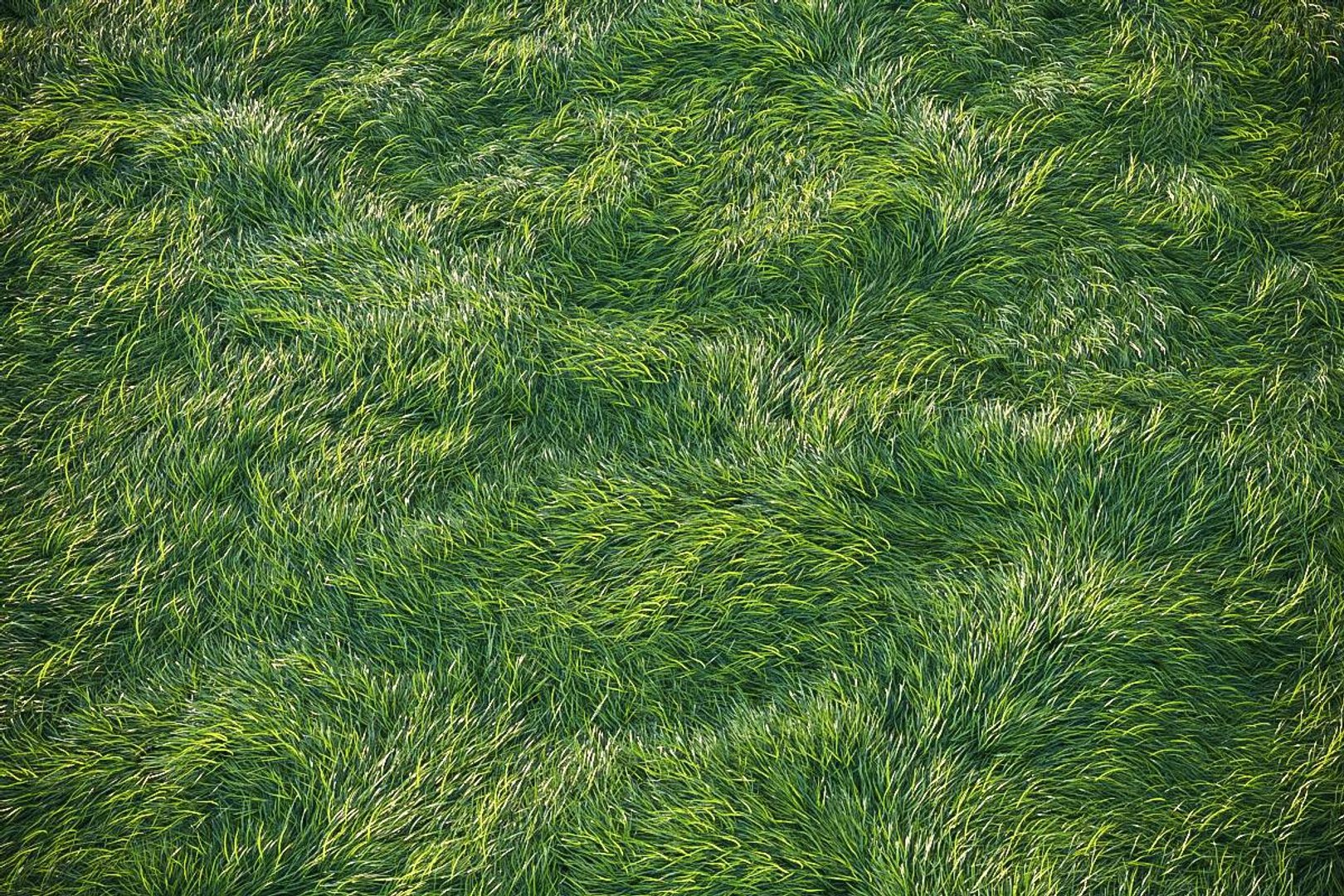 3D XfrogPlants HQGrass 1 model https://p.turbosquid.com/ts-thumb/mA/WLZO4b/5i/56685862_2184503934952109_7342171486418894848_o/jpg/1619468377/1920x1080/fit_q87/cb1215a57580ed96cf2560c759da36e62e0c5e89/56685862_2184503934952109_7342171486418894848_o.jpg