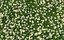 XfrogPlants HQGrass 1