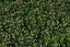 XfrogPlants HQGrass 1