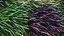 XfrogPlants HQGrass 1