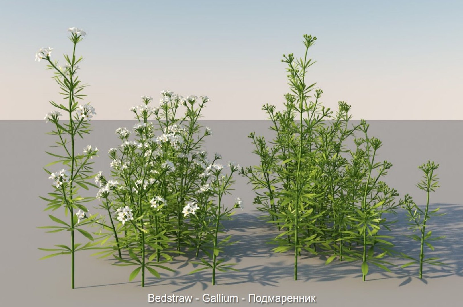 3D XfrogPlants HQGrass 1 model https://p.turbosquid.com/ts-thumb/mA/WLZO4b/ZL/1/jpg/1619468378/1920x1080/fit_q87/c72e6a4131063b981fa37bf0ac3ba2e690ab2d94/1.jpg