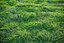 XfrogPlants HQGrass 1