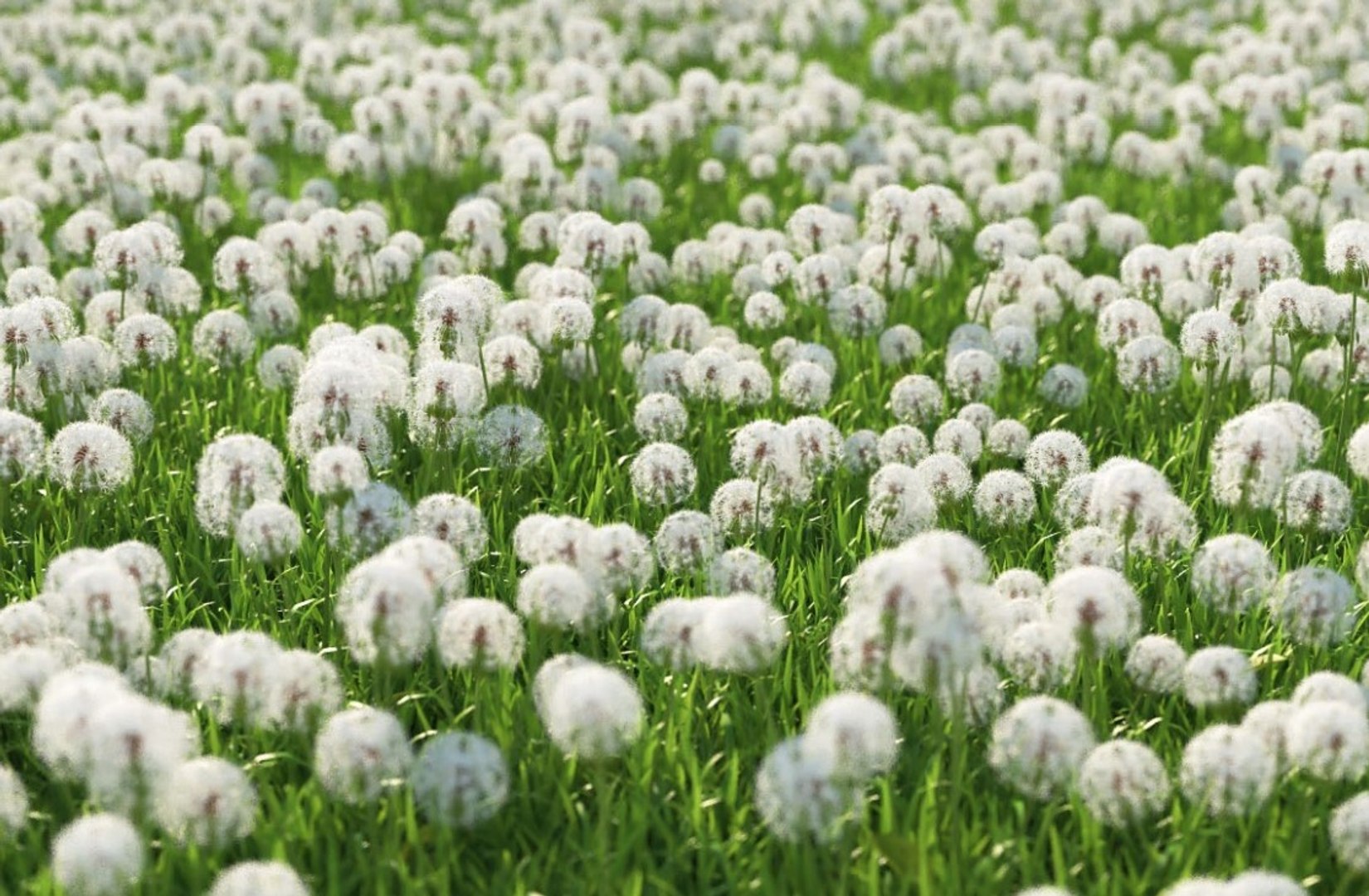3D XfrogPlants HQGrass 1 model https://p.turbosquid.com/ts-thumb/mA/WLZO4b/jw/5/jpg/1619468379/1920x1080/fit_q87/dfdd8835f6e51ac5f51da25df992739fd19ce5c9/5.jpg