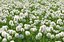 XfrogPlants HQGrass 1