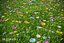 XfrogPlants HQGrass 1