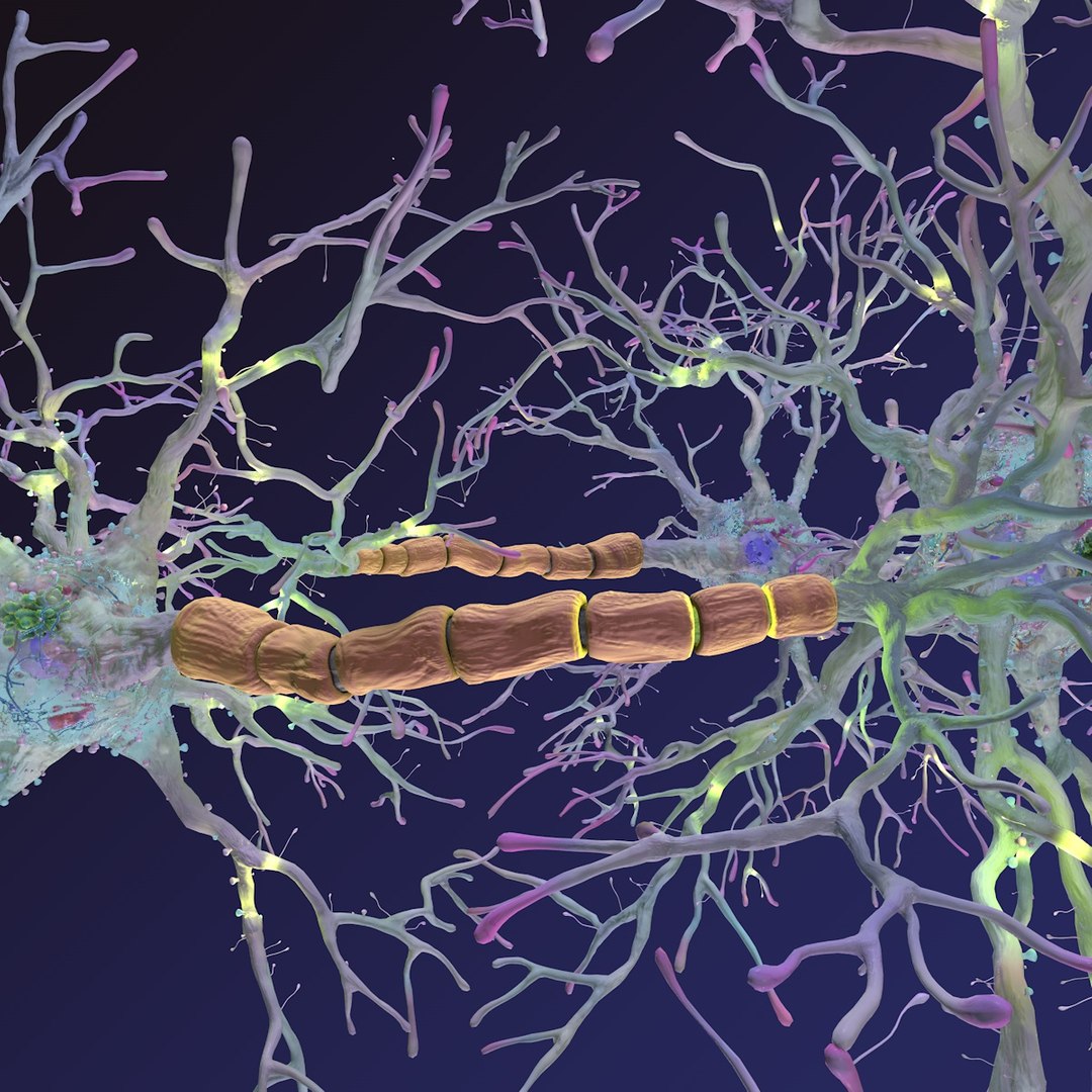 neuron synapses receptors 3D model https://p.turbosquid.com/ts-thumb/mA/YYY5Ya/1PYk8XO7/neurons_0014/jpg/1501618009/1920x1080/fit_q87/8426638e5b7f43cd4a161cbab4f054ab1067de55/neurons_0014.jpg