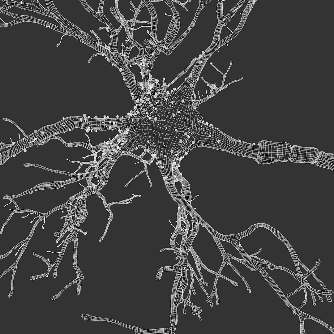 neuron synapses receptors 3D model https://p.turbosquid.com/ts-thumb/mA/YYY5Ya/G5Tdq5Ps/neuron_outline_0002/jpg/1501617250/1920x1080/fit_q87/07c6eec98a43aca6b1c3f66704eef41a76b20143/neuron_outline_0002.jpg