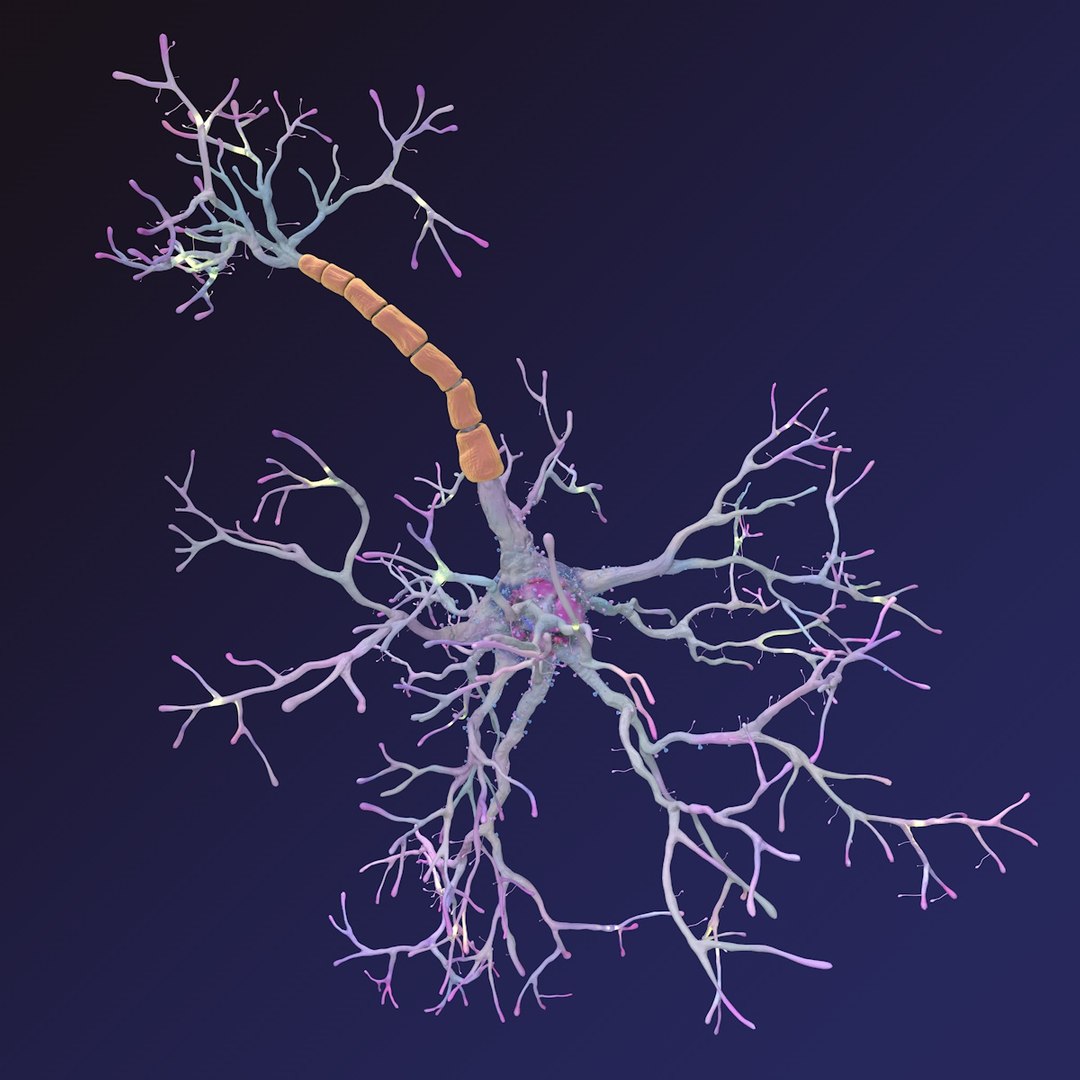 neuron synapses receptors 3D model https://p.turbosquid.com/ts-thumb/mA/YYY5Ya/Jj2idDoI/neurons_09/jpg/1501617124/1920x1080/fit_q87/44fe6b933478c89b02f557c47f17f5ca9d1f0578/neurons_09.jpg