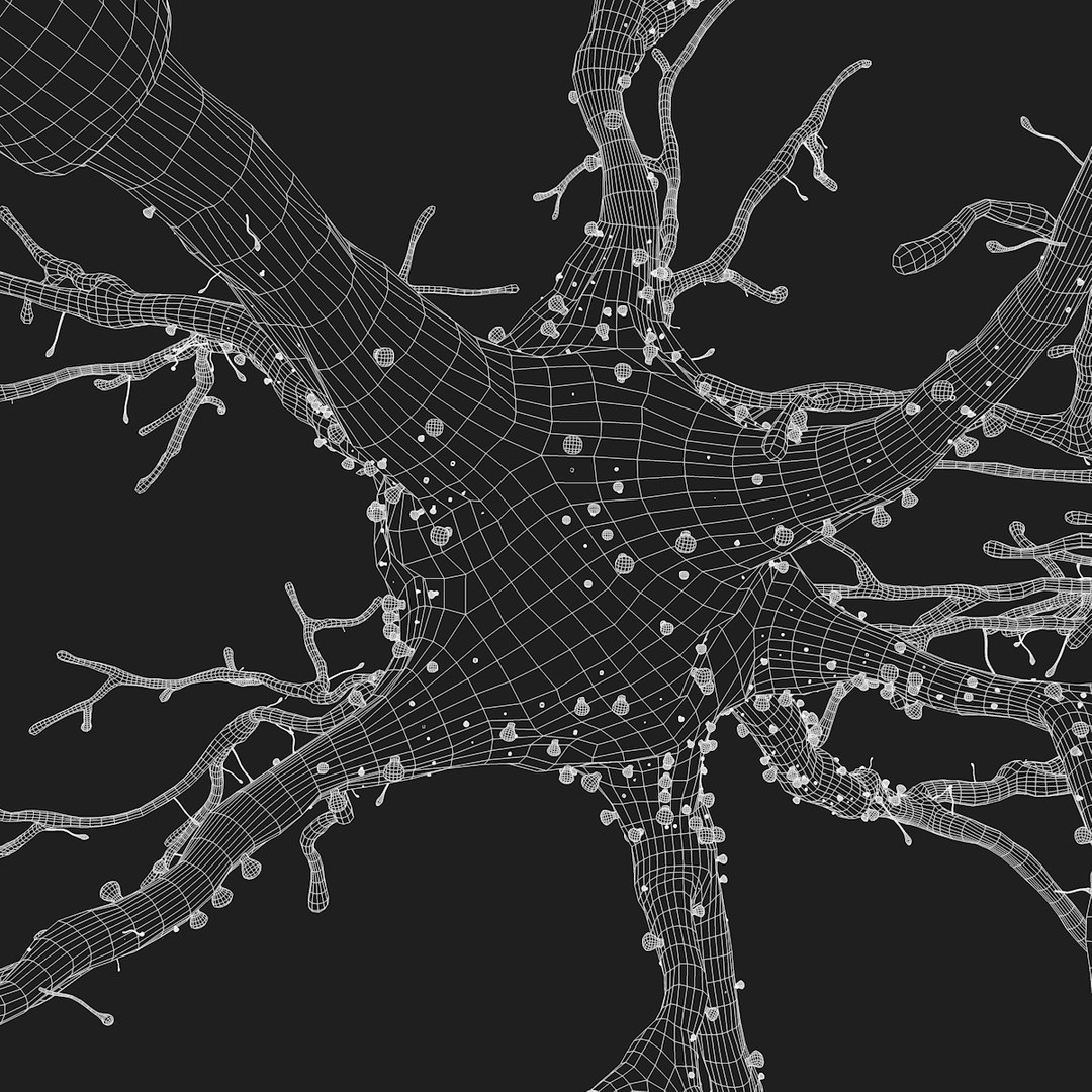 neuron synapses receptors 3D model https://p.turbosquid.com/ts-thumb/mA/YYY5Ya/KKIWydAX/neurons_outline_statik_0005/png/1501618332/1920x1080/fit_q87/d1687f167f9fea75ac08c56532cb36b23d267a4e/neurons_outline_statik_0005.jpg