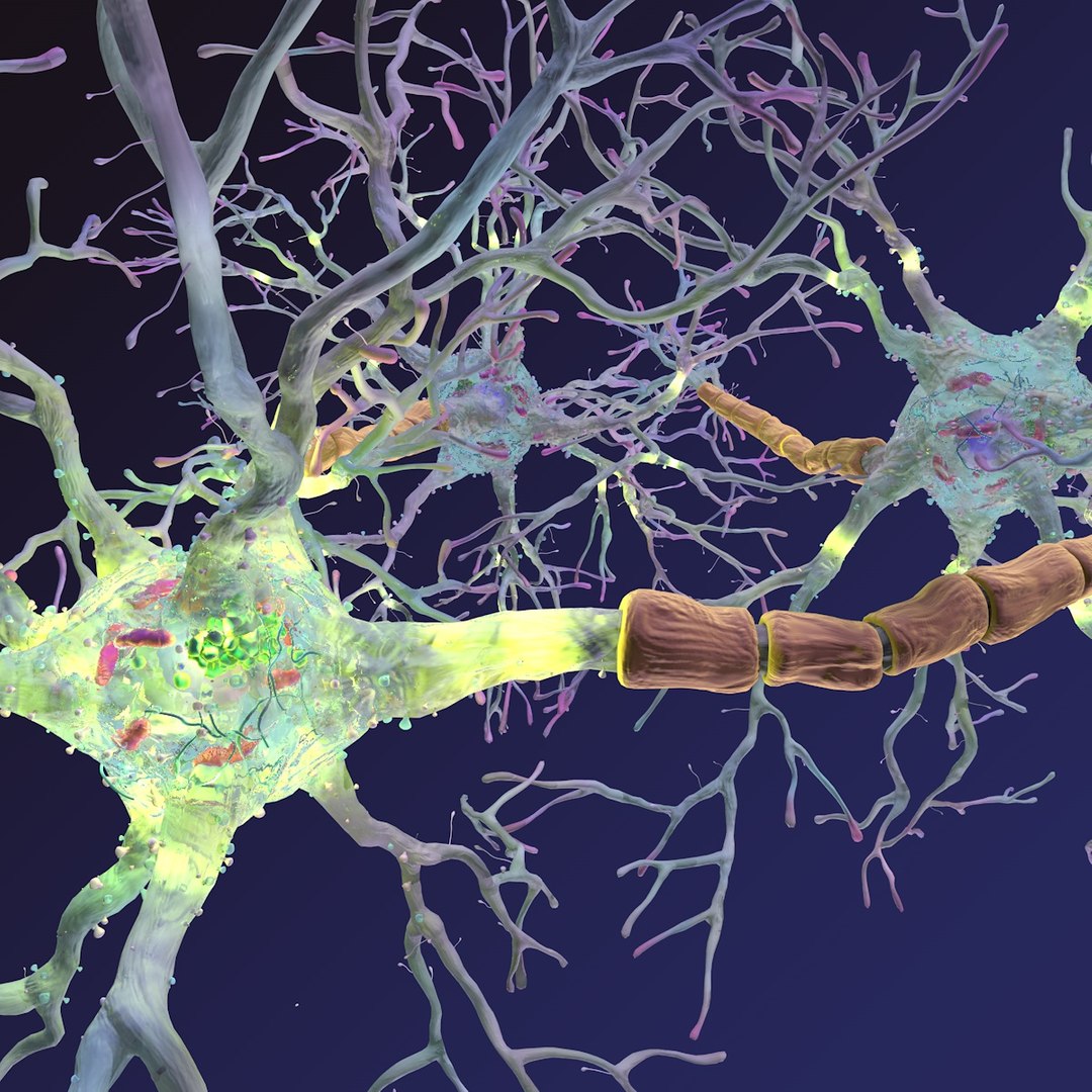 neuron synapses receptors 3D model https://p.turbosquid.com/ts-thumb/mA/YYY5Ya/Zi1GiPJz/newron_natwork_02_0000/jpg/1501618274/1920x1080/fit_q87/ad4682f108af736b61c50762e82b93a60e7d4710/newron_natwork_02_0000.jpg