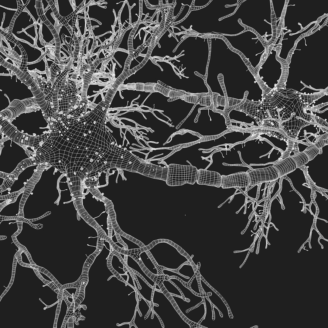 neuron synapses receptors 3D model https://p.turbosquid.com/ts-thumb/mA/YYY5Ya/arIKSlJY/neurons_outline_statik_0001/png/1501618332/1920x1080/fit_q87/642424a5a6cc1c7877a7393e1622c72916e29925/neurons_outline_statik_0001.jpg