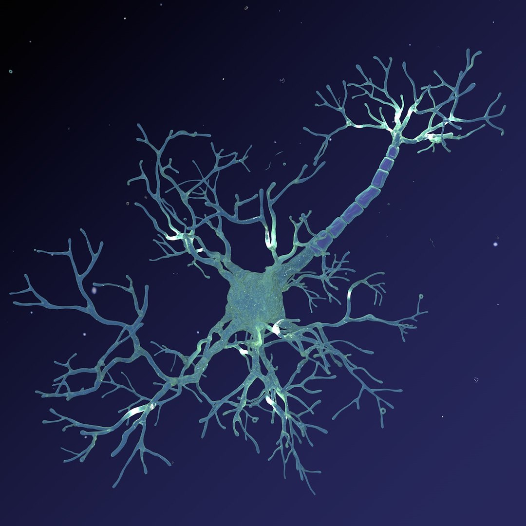 neuron synapses receptors 3D model https://p.turbosquid.com/ts-thumb/mA/YYY5Ya/cqVc8mxX/neural_netork_only_0067/jpg/1501618556/1920x1080/fit_q87/10725e37bec44bc95ead615a8734d867607b73bc/neural_netork_only_0067.jpg
