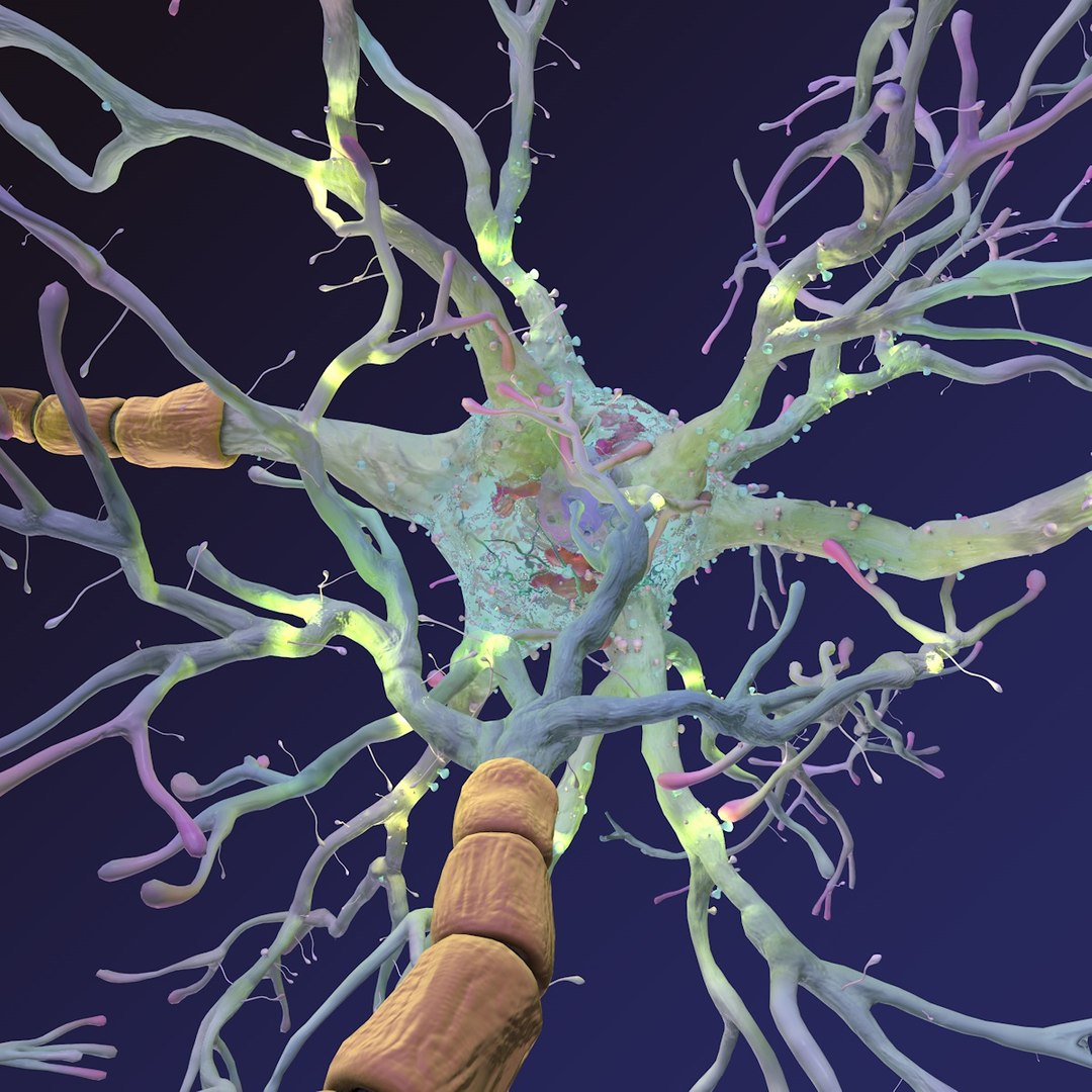 neuron synapses receptors 3D model https://p.turbosquid.com/ts-thumb/mA/YYY5Ya/d0H9Gayw/neurons_0011/jpg/1501618009/1920x1080/fit_q87/7ed76a06d6156340e8a18b06cc9803c589eaeea7/neurons_0011.jpg