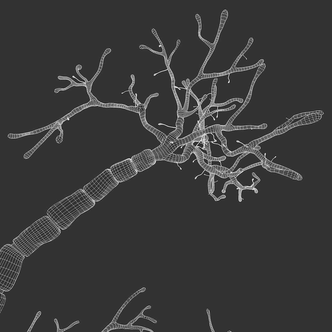 neuron synapses receptors 3D model https://p.turbosquid.com/ts-thumb/mA/YYY5Ya/gh3DbGDA/neuron_outline_0004/jpg/1501617250/1920x1080/fit_q87/ea64aa6df68d5c8beab4d640e5e17cf452e6ffb4/neuron_outline_0004.jpg