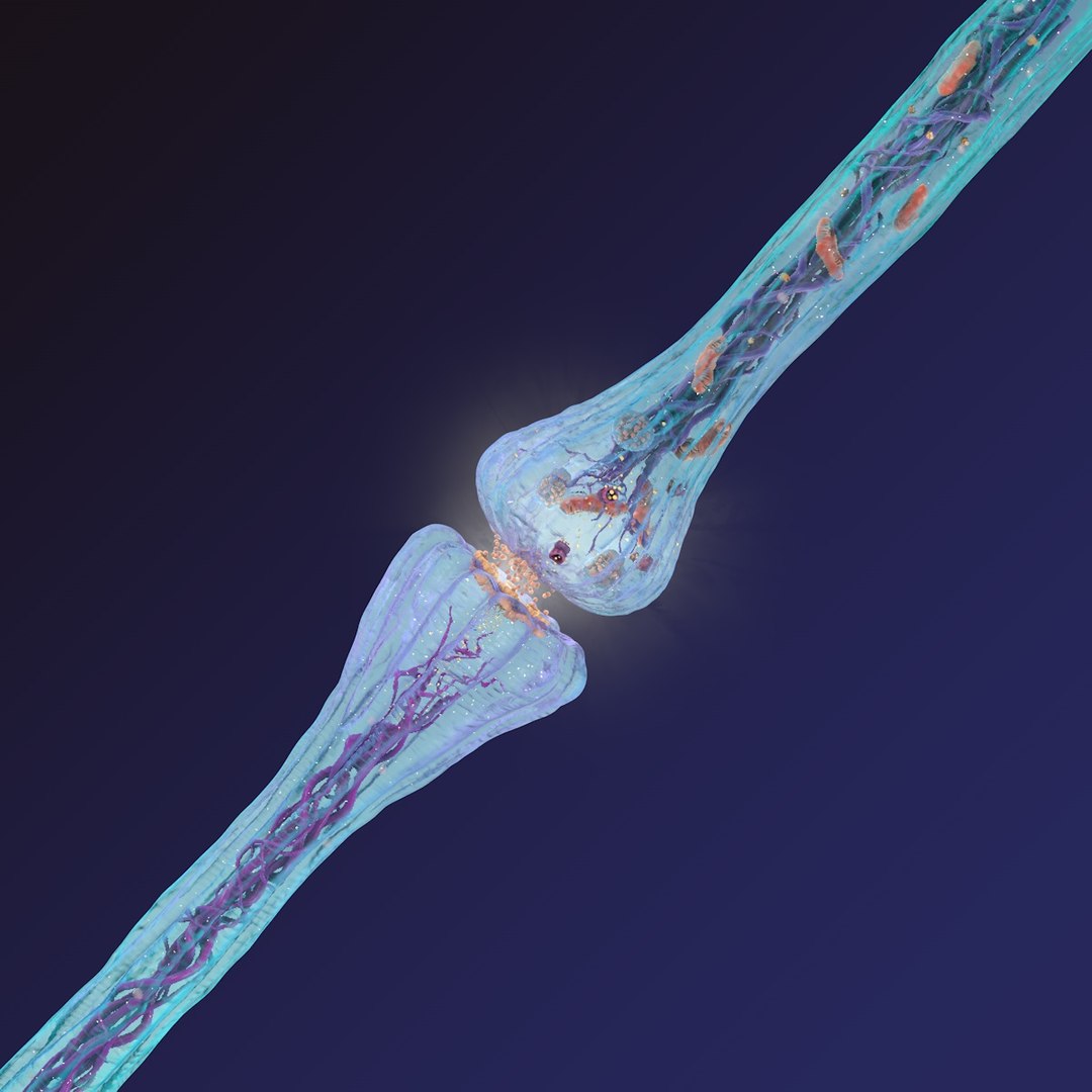 neuron synapses receptors 3D model https://p.turbosquid.com/ts-thumb/mA/YYY5Ya/iqoTNvo9/synapse_black_0004/jpg/1501617540/1920x1080/fit_q87/a2175b75a49125fcb782d9ac976c08b0a6addb8f/synapse_black_0004.jpg