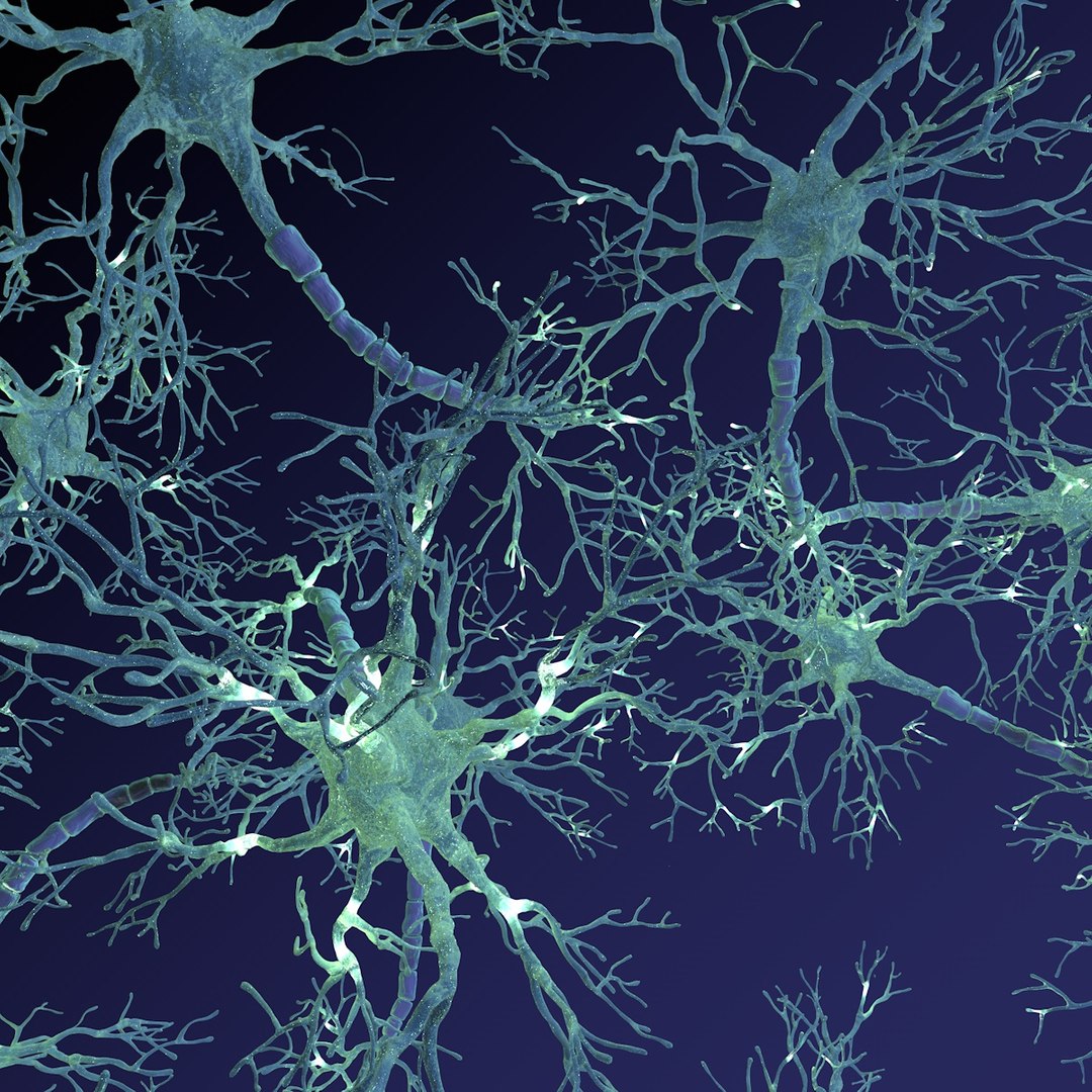 neuron synapses receptors 3D model https://p.turbosquid.com/ts-thumb/mA/YYY5Ya/jqMumauL/neural_netork_0015/jpg/1501618653/1920x1080/fit_q87/09c0b078ed286438fe578d0dd474b21e982186e4/neural_netork_0015.jpg