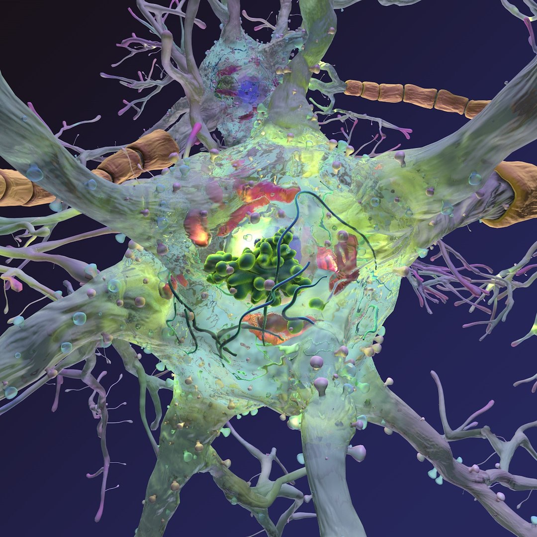 neuron synapses receptors 3D model https://p.turbosquid.com/ts-thumb/mA/YYY5Ya/n026ZAog/neurons_0028/jpg/1501618009/1920x1080/fit_q87/5f170cab460ac01d1b9ae437e91579977eb9c98d/neurons_0028.jpg
