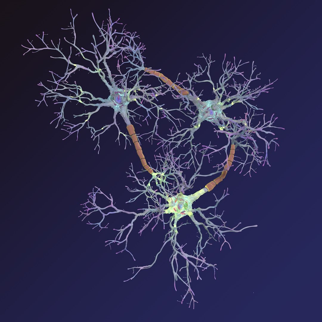 neuron synapses receptors 3D model https://p.turbosquid.com/ts-thumb/mA/YYY5Ya/nRwrgbvY/neurons_0000/jpg/1501618009/1920x1080/fit_q87/92735dc56f82b4242e5be35d1adaaf29e4dd9366/neurons_0000.jpg