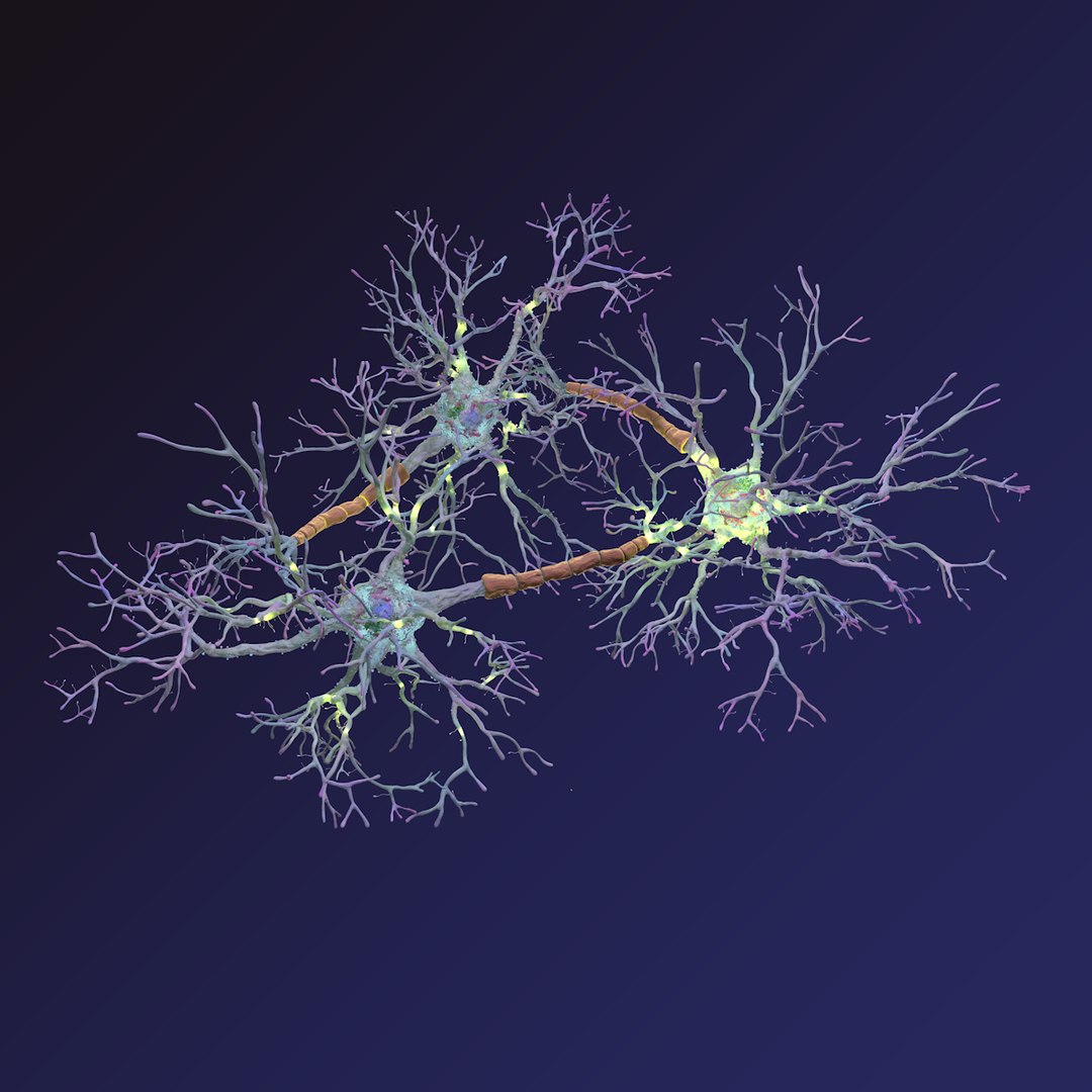 neuron synapses receptors 3D model https://p.turbosquid.com/ts-thumb/mA/YYY5Ya/s9i0l6mO/neurons_0000/png/1501617907/1920x1080/fit_q87/dd108791d61df6ce35f0994a76d5235c2aee1a72/neurons_0000.jpg