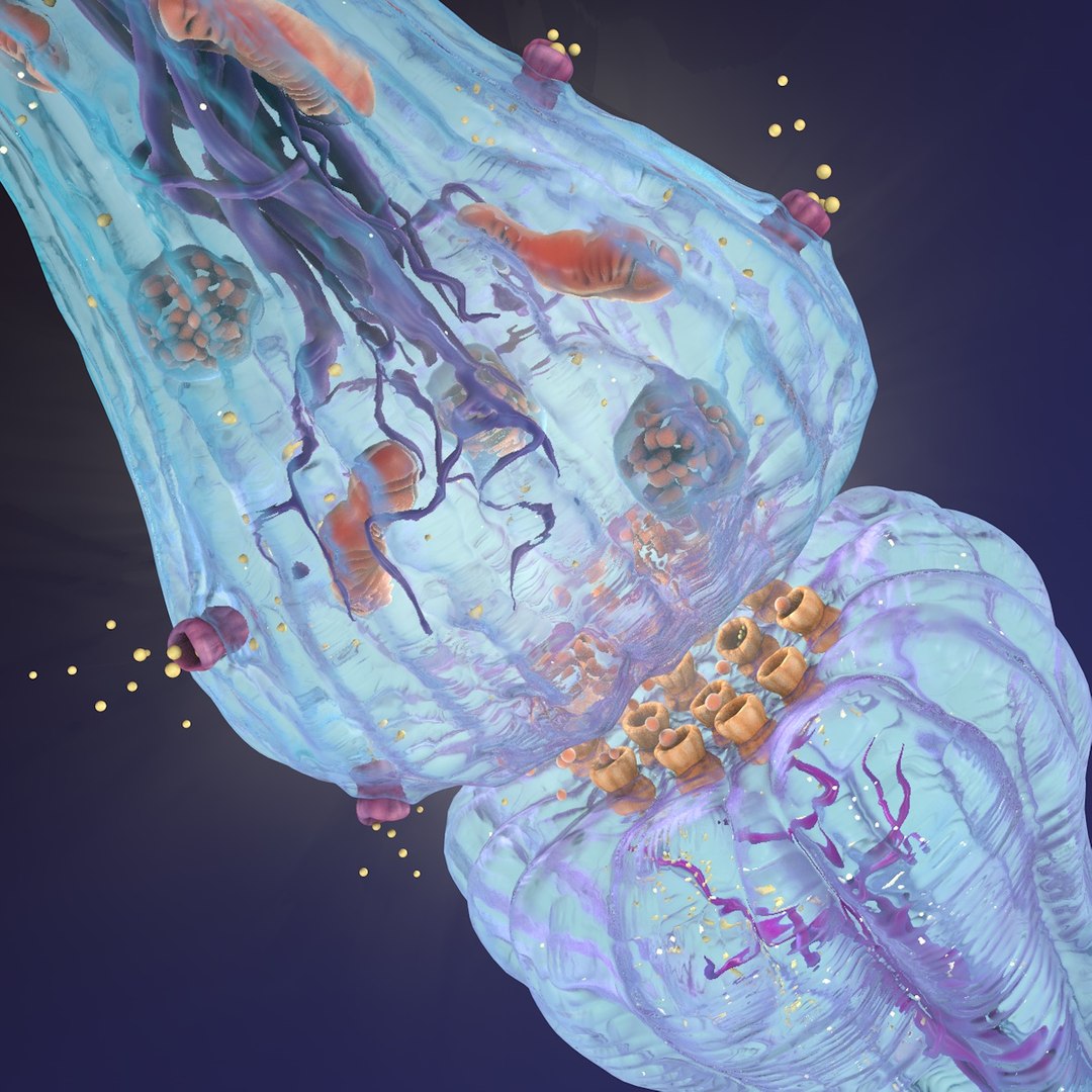 neuron synapses receptors 3D model https://p.turbosquid.com/ts-thumb/mA/YYY5Ya/saOawCzG/synapse_black_0022/jpg/1501617584/1920x1080/fit_q87/b02528b61540ffd2b869c190b6701d00a35de000/synapse_black_0022.jpg