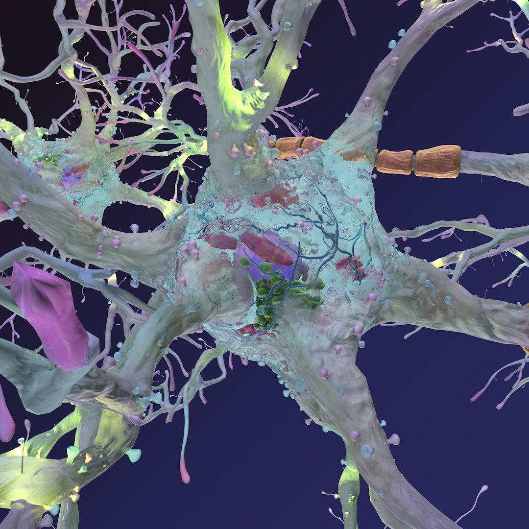 neuron synapses receptors 3D model https://p.turbosquid.com/ts-thumb/mA/YYY5Ya/ug6NdcM9/neurons_0009/jpg/1501618009/1920x1080/fit_q87/79e0b4d6abc44ede59d7193727a935a6fb8ba209/neurons_0009.jpg
