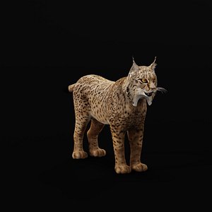 Iberian Lynx 3D model