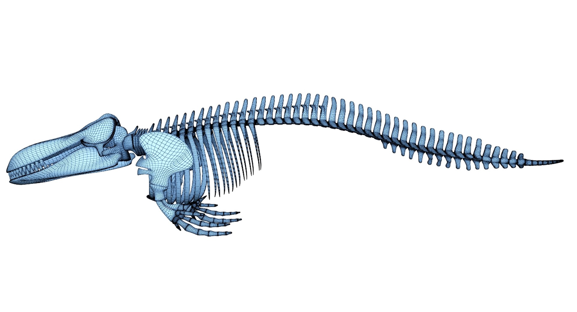 Killer whale skeleton shark 3D - TurboSquid 1344743