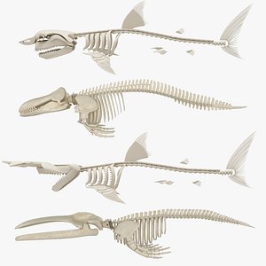 killer whale skeleton shark 3D