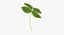 Lucky Clover / Shamrock