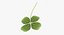 Lucky Clover / Shamrock