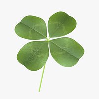 Lucky Clover / Shamrock