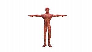 3D model anatomical model of muscles